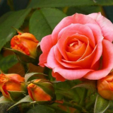 Как да отглеждаме роза - топ 180 снимки, съвети за засаждане, поливане, хранене, размножаване на рози. Тайните на отглеждането в градината